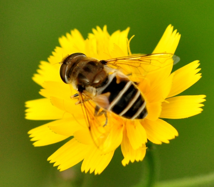 Eristalis?